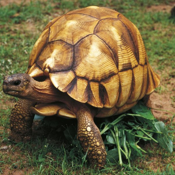 Angonoka Tortoise (Astrochelys yniphora)