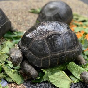 Aldabra tortoise (Aldabrachelys gigantea)