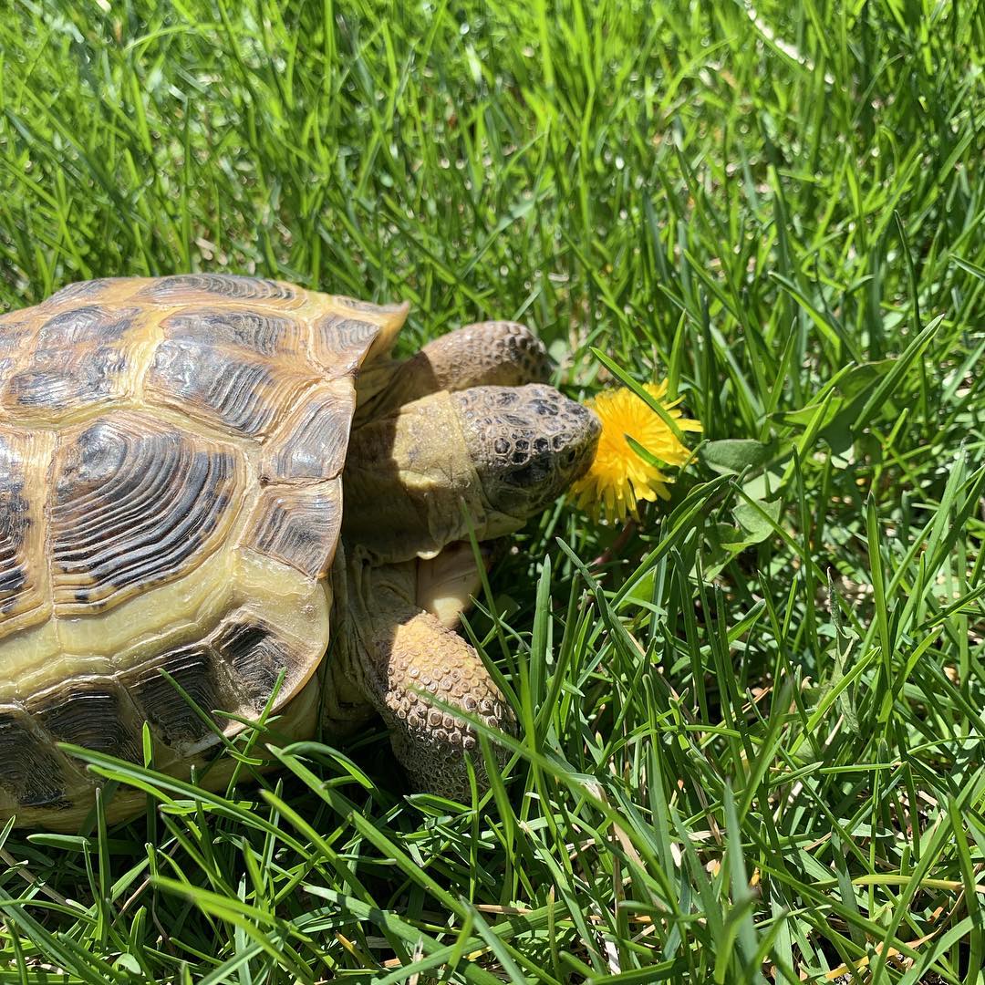 Russian Tortoise (Testudo horsfieldii) - The Tortoise Home