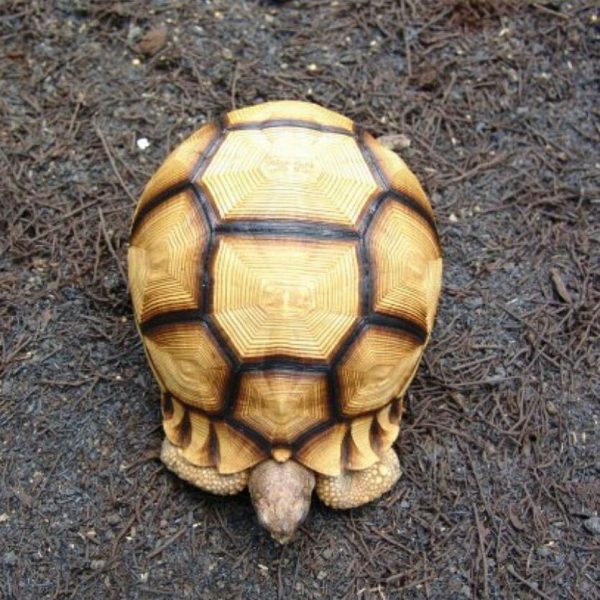 Angonoka Tortoise (Astrochelys yniphora)