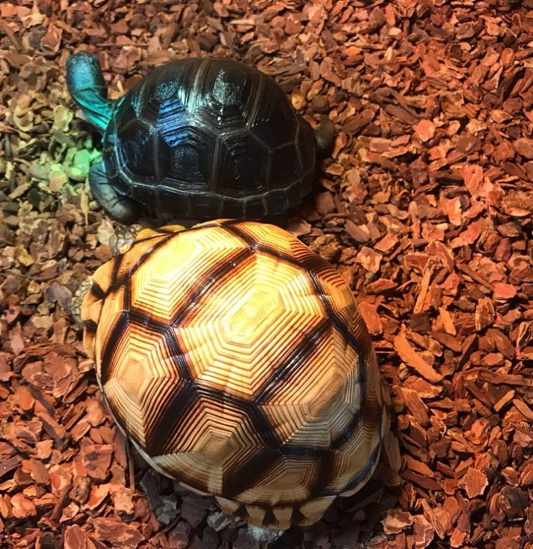 Angonoka Tortoise (Astrochelys yniphora) - The Tortoise Home