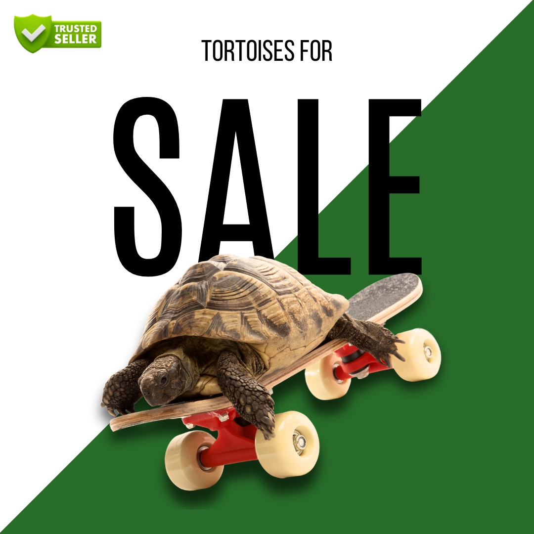 tortoises-for-sale